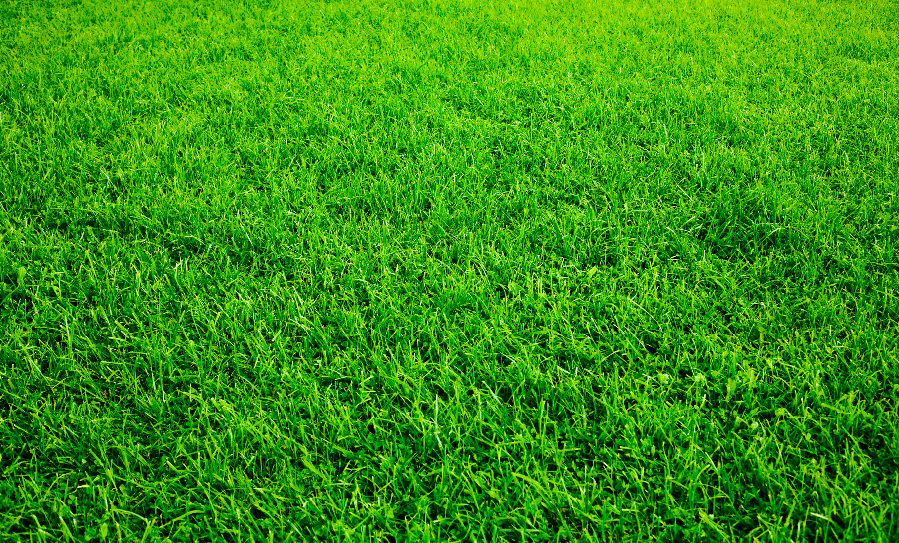 How to Maintain a Healthy Lawn Without the Use of Pesticides